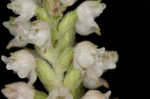 Downy rattlesnake plantain